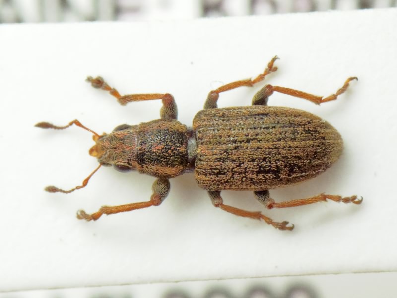 Sitona lineatus (Linnaeus, 1758)
